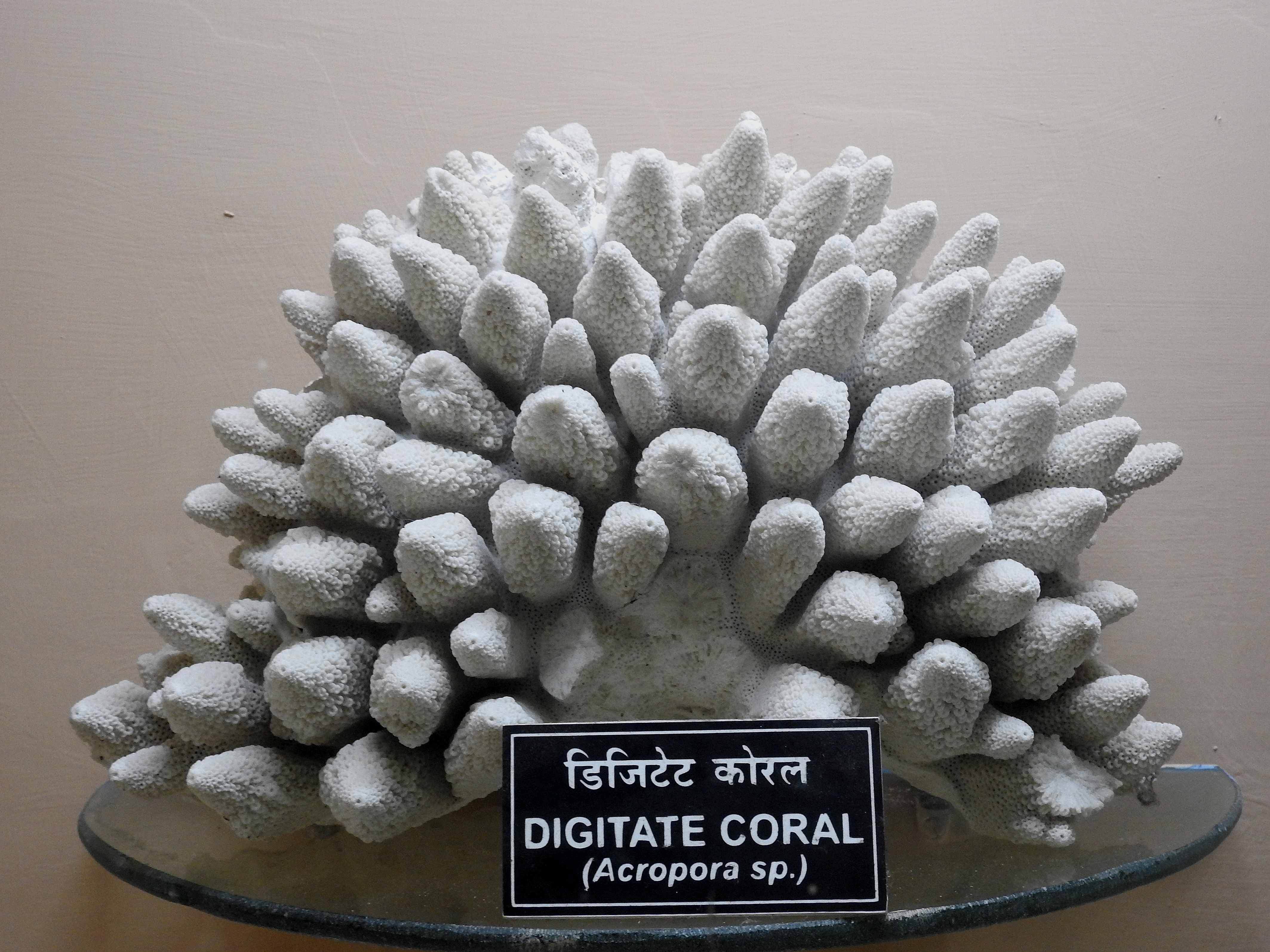 Acropora Corals (Acropora spp.)