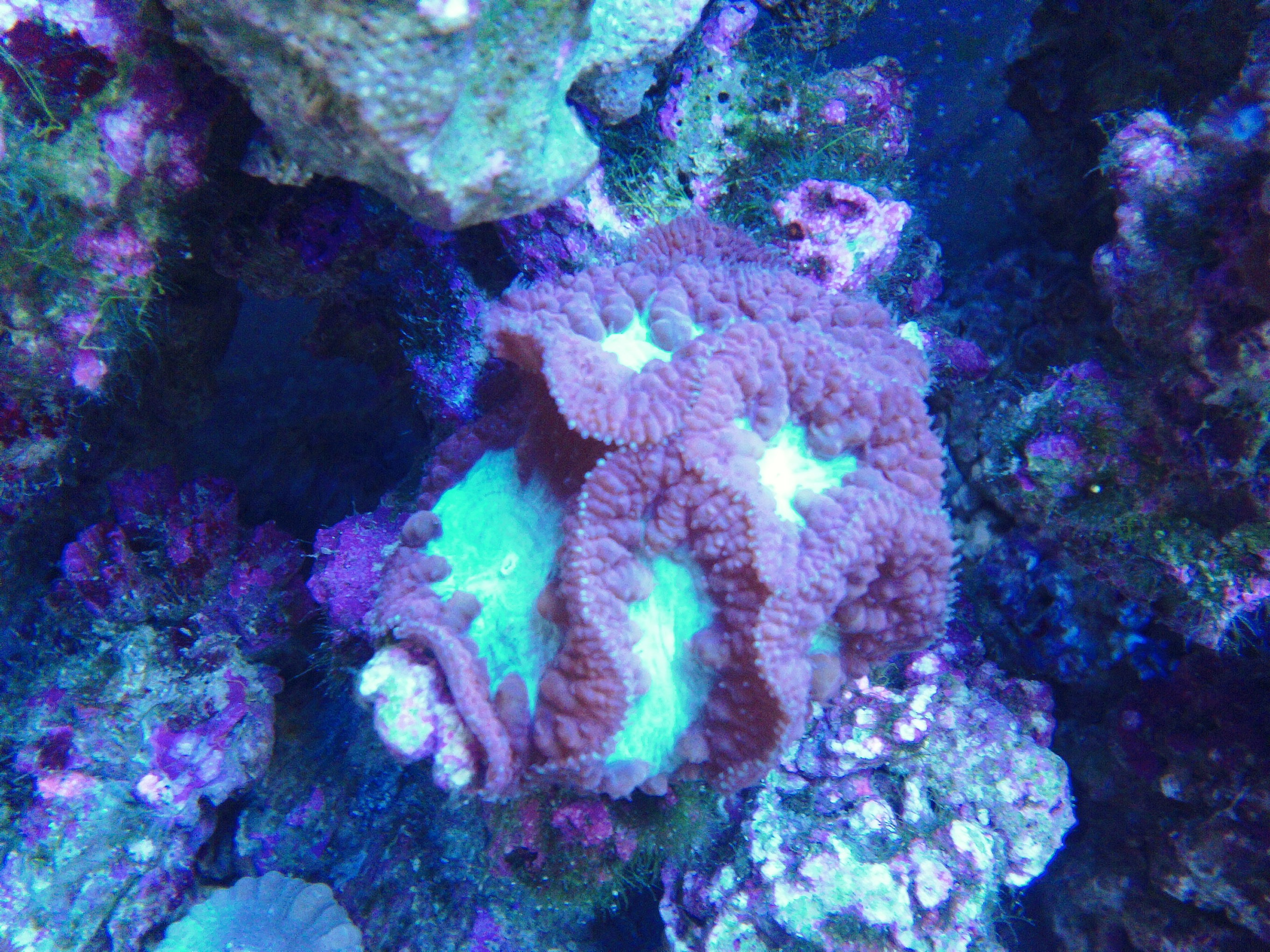Blastomussa (Blasto Coral)
