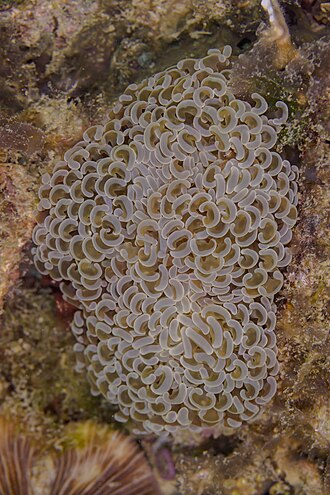 Hammer Coral (Euphyllia ancora)