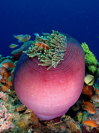 Magnificent Anemone (Heteractis magnifica)