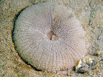 Mini Carpet Anemone / Maxi Mini (Stichodactyla tapetum)