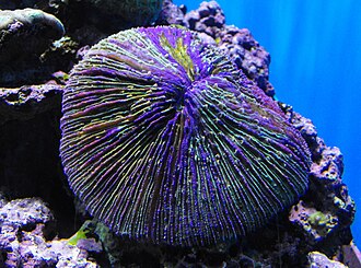 Plate Coral (Fungia / Cycloseris)