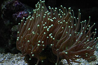 Torch Coral (Euphyllia glabrescens)