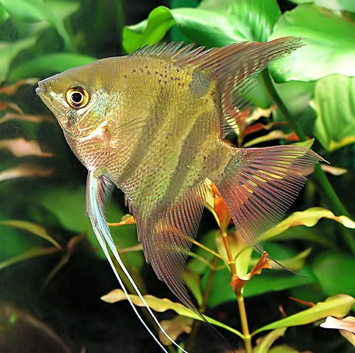 Freshwater Angelfish
