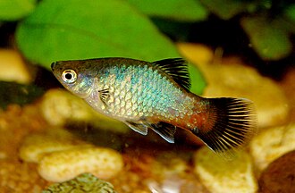 Platy Fish