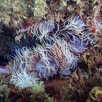 Aiptasia Anemones