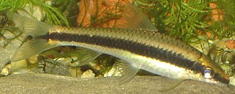 Black Beard Algae (BBA)