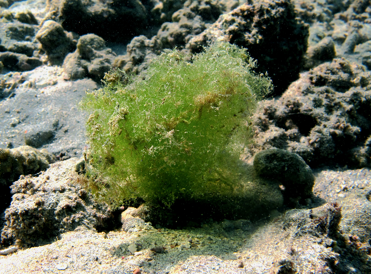 Hair Algae - Causes & Control Guide