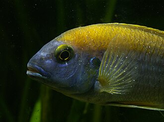 Freshwater Ich (White Spot Disease)