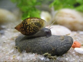 Pest Snail Infestation