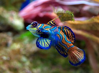Mandarin Dragonet